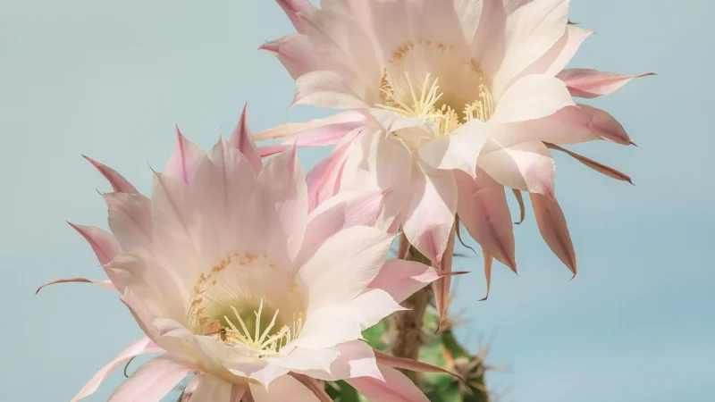 Aparici Glimpse Cactus Ornato 29,75X99,55