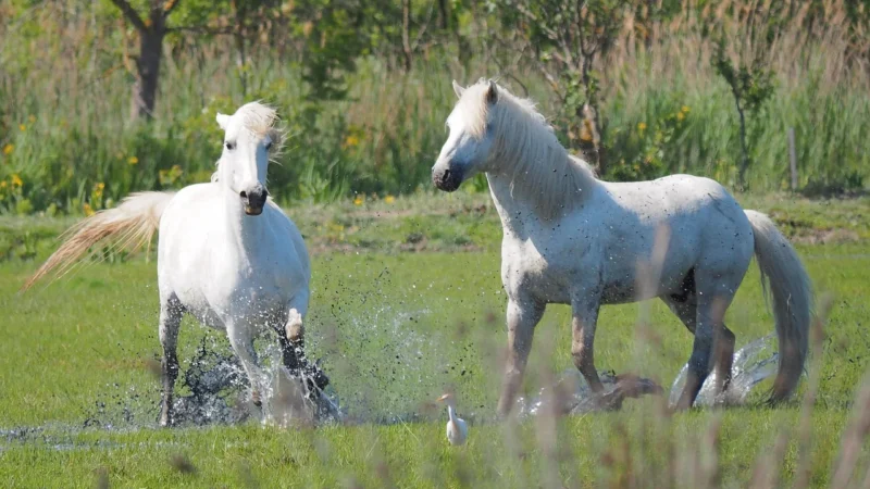 Argenta Camargue Aqua 20×50