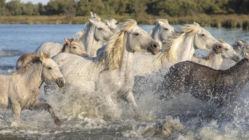 Argenta Camargue Perla 20×50