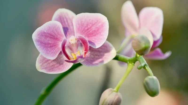 Artgeist Obraz do samodzielnego malowania Różowa orchidea A0MA_004710110337