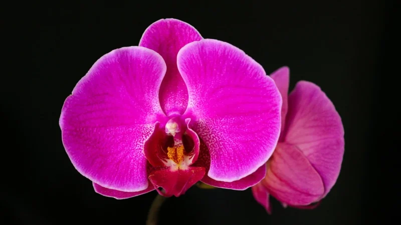 Artgeist Obraz do samodzielnego malowania Różowa orchidea (czarne tło) A0MA_003610110332