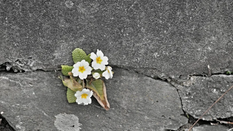 As Creation Happy Spring 9422-10