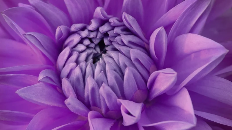 AS Creation Urban Flowers 32722-2