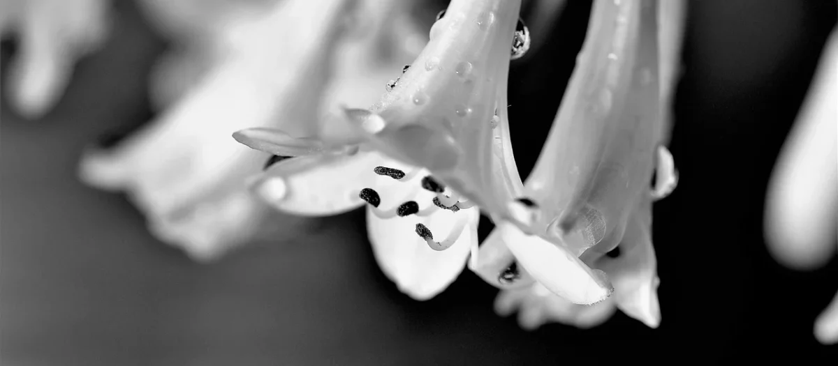 Eijffinger Black & Light 356031