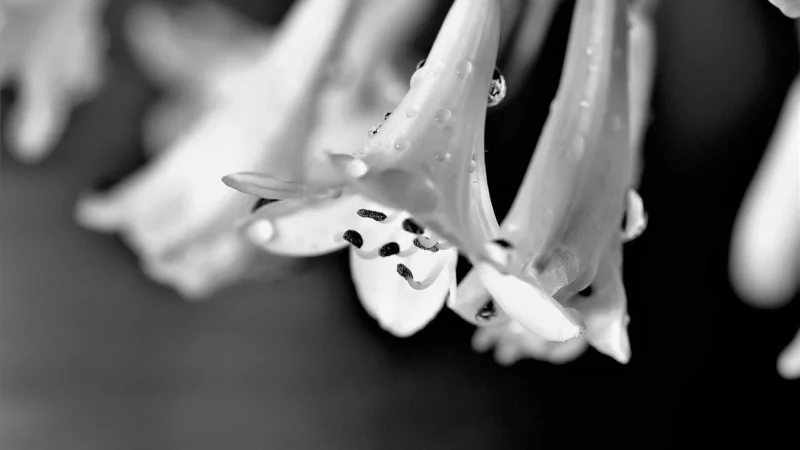 Eijffinger Black & Light 356031