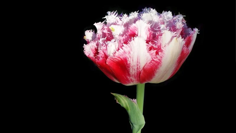 Fototapeta – Czerwone tulipany na czarno-białym tle