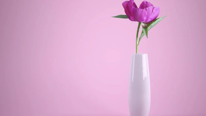 Galerie Abby Rose 3 (ab42442)