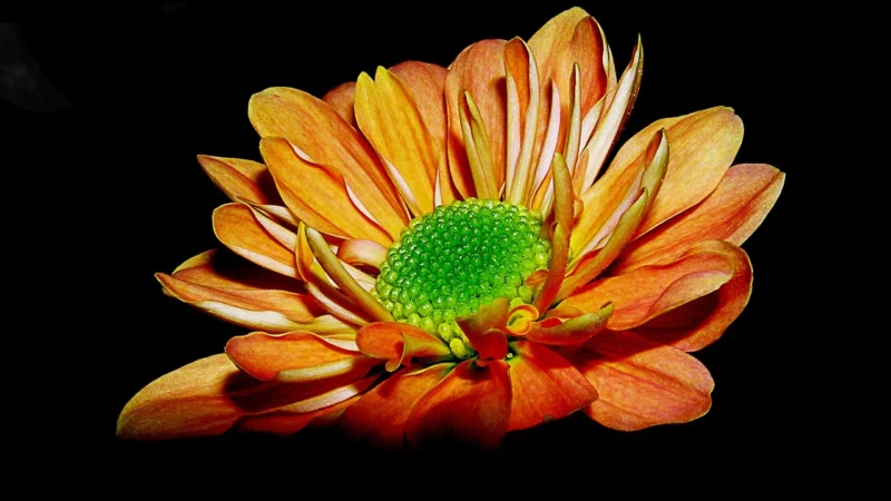 Galerie Pretty Prints 4 Pp35517