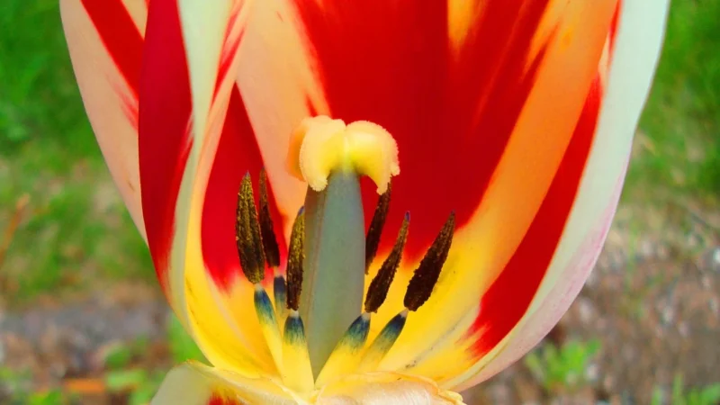 Galerie Pretty Prints 4 Pp35533
