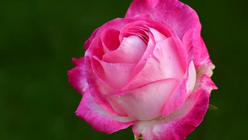 Galerie RG35712 Rose Garden