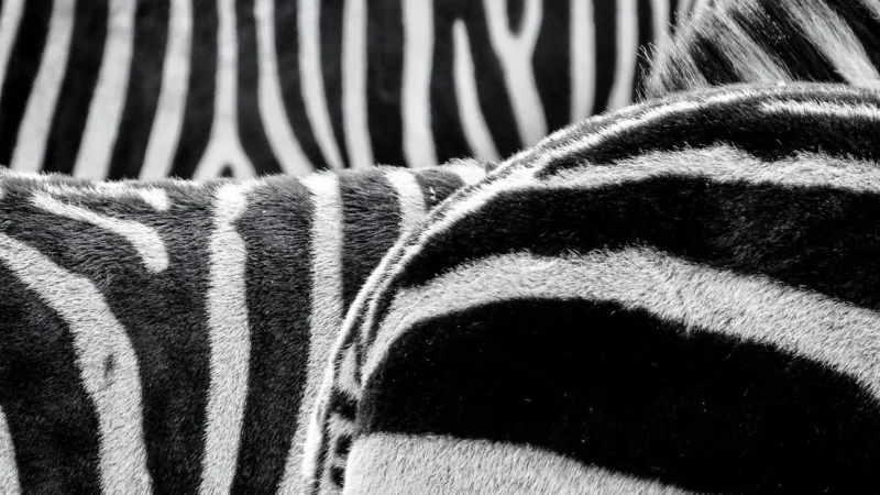 Galerie Stripes and Damasks II SD36138
