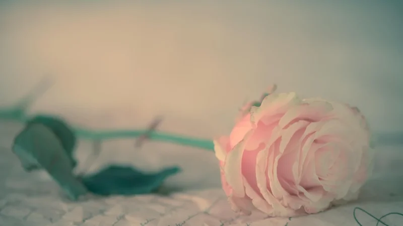 Galerie Tapeta W Kwiaty Róże G45326 Vintage Roses