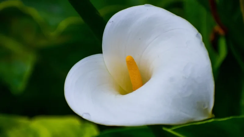 Opoczno G320 White 593X593
