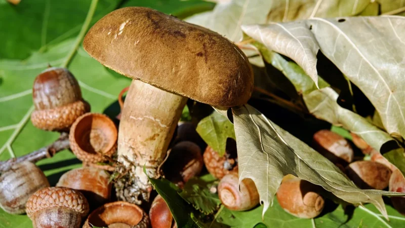 Panele podłogowe Krono Variostep Prestige Dąb Organic 4V K063