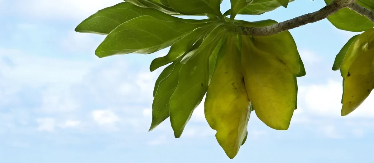 Peronda Andaman Plain 25,8×29