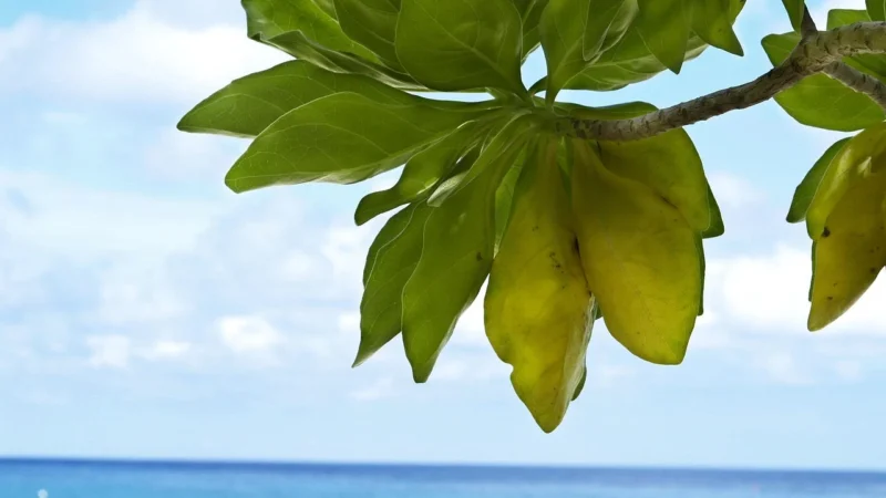 Peronda Andaman Plain 25,8×29