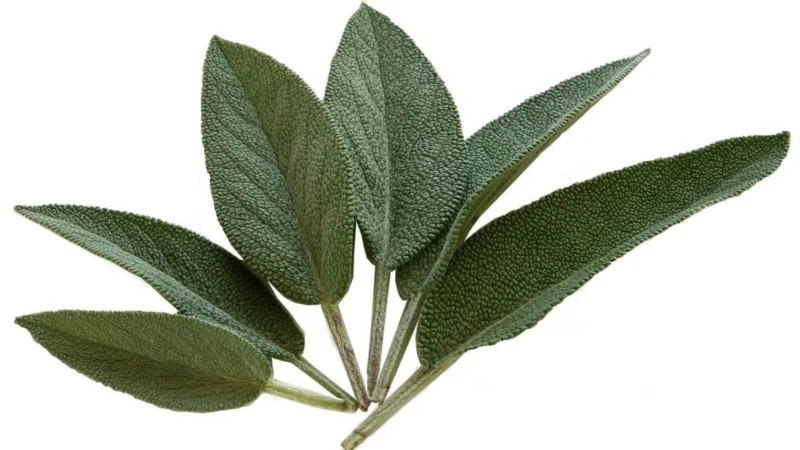 Peronda Fs Yard Sage 45×45