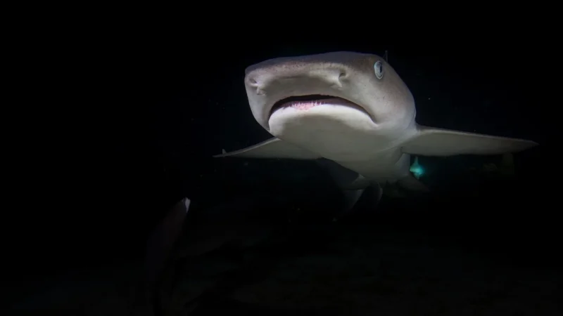 Peronda Shark N lap. 45X90,7