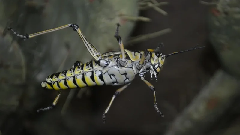 Plisy i moskitiery – skuteczna ochrona przed insektami i słońcem