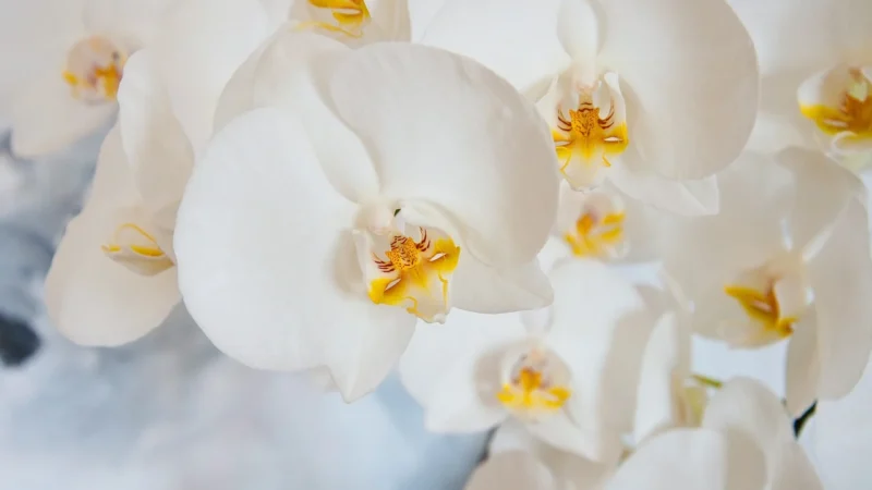 Śnieżka Barwy Natury 147 Dzika Orchidea 2,5L