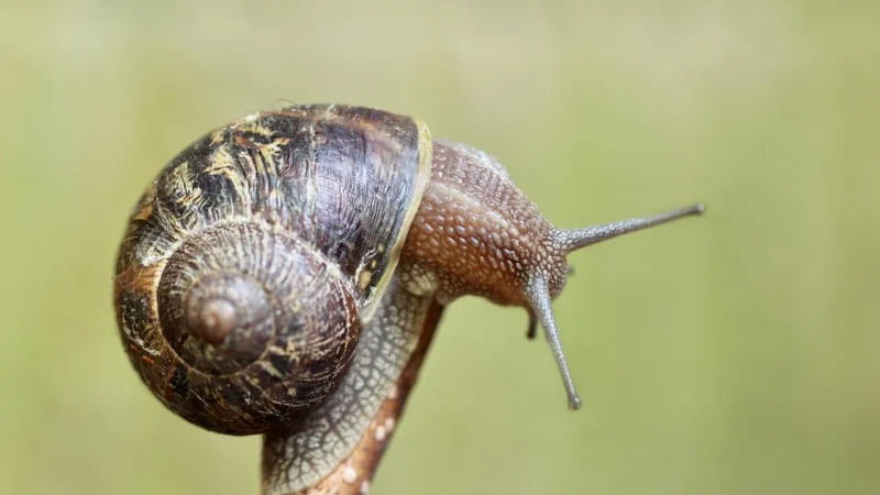 Termet MINIMAX turbo i MINITERM turbo Czujnik temperatury zewnętrznej do kotłów