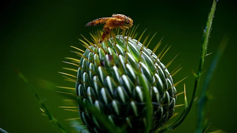 Vaco Pułapka Na Muszki Owocówki. Eco Jabłuszko Vaco.